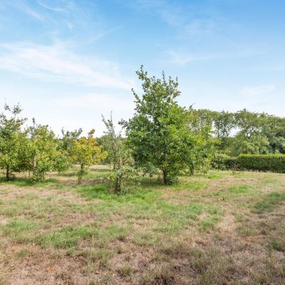 Orchard