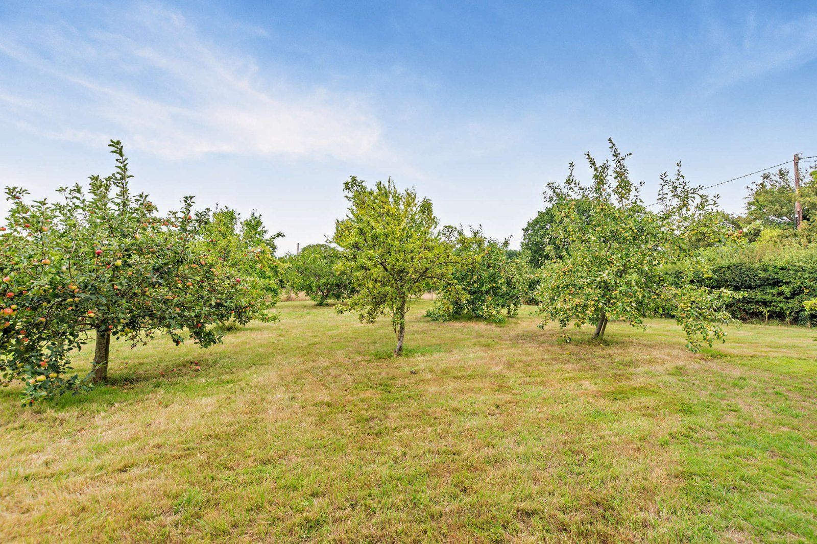 Orchard