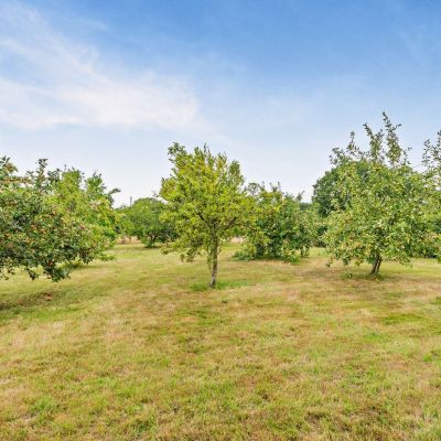 Orchard