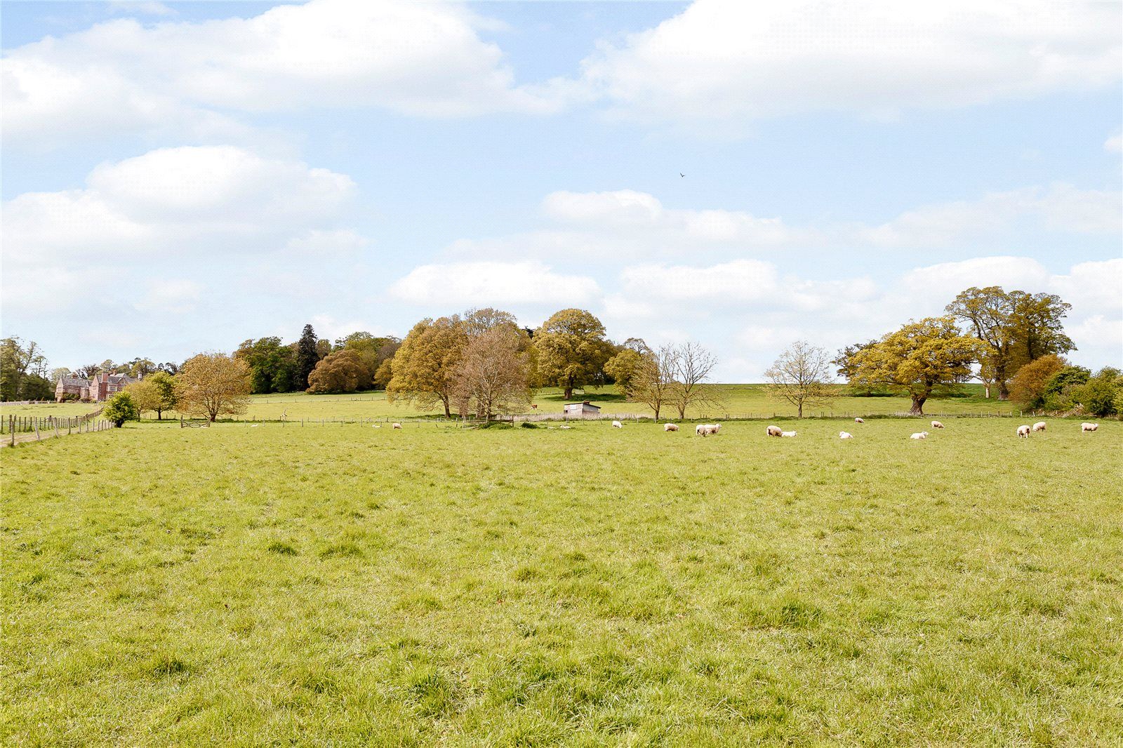 The Paddock