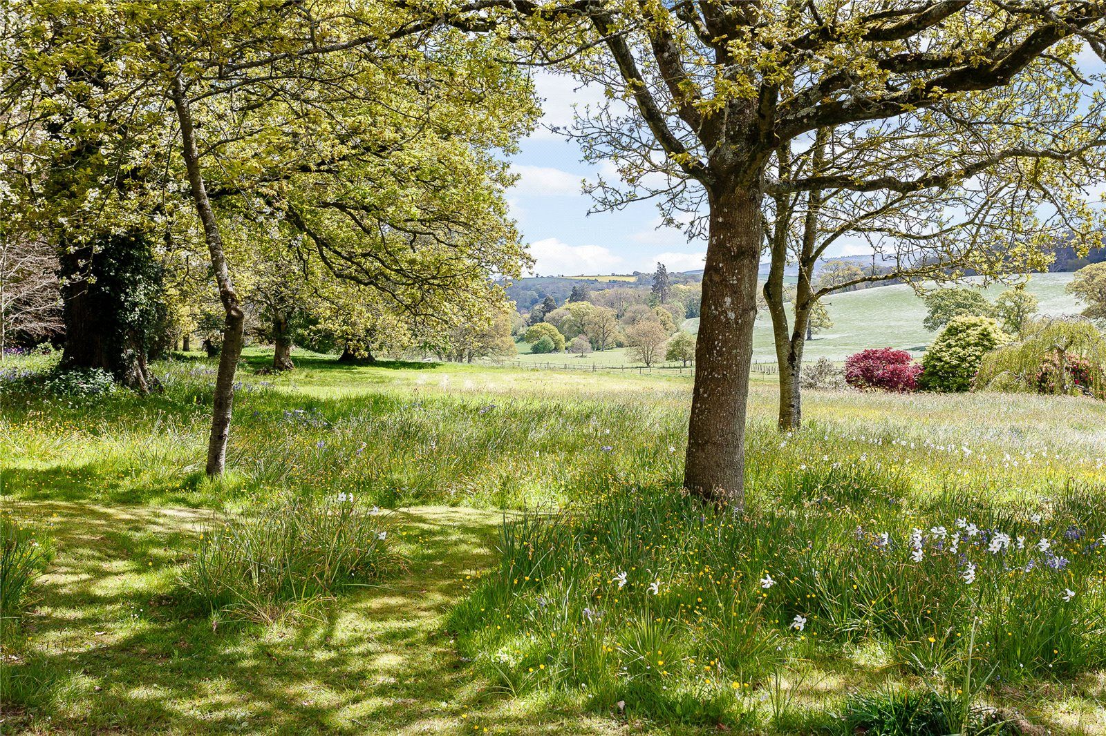 The Woodland