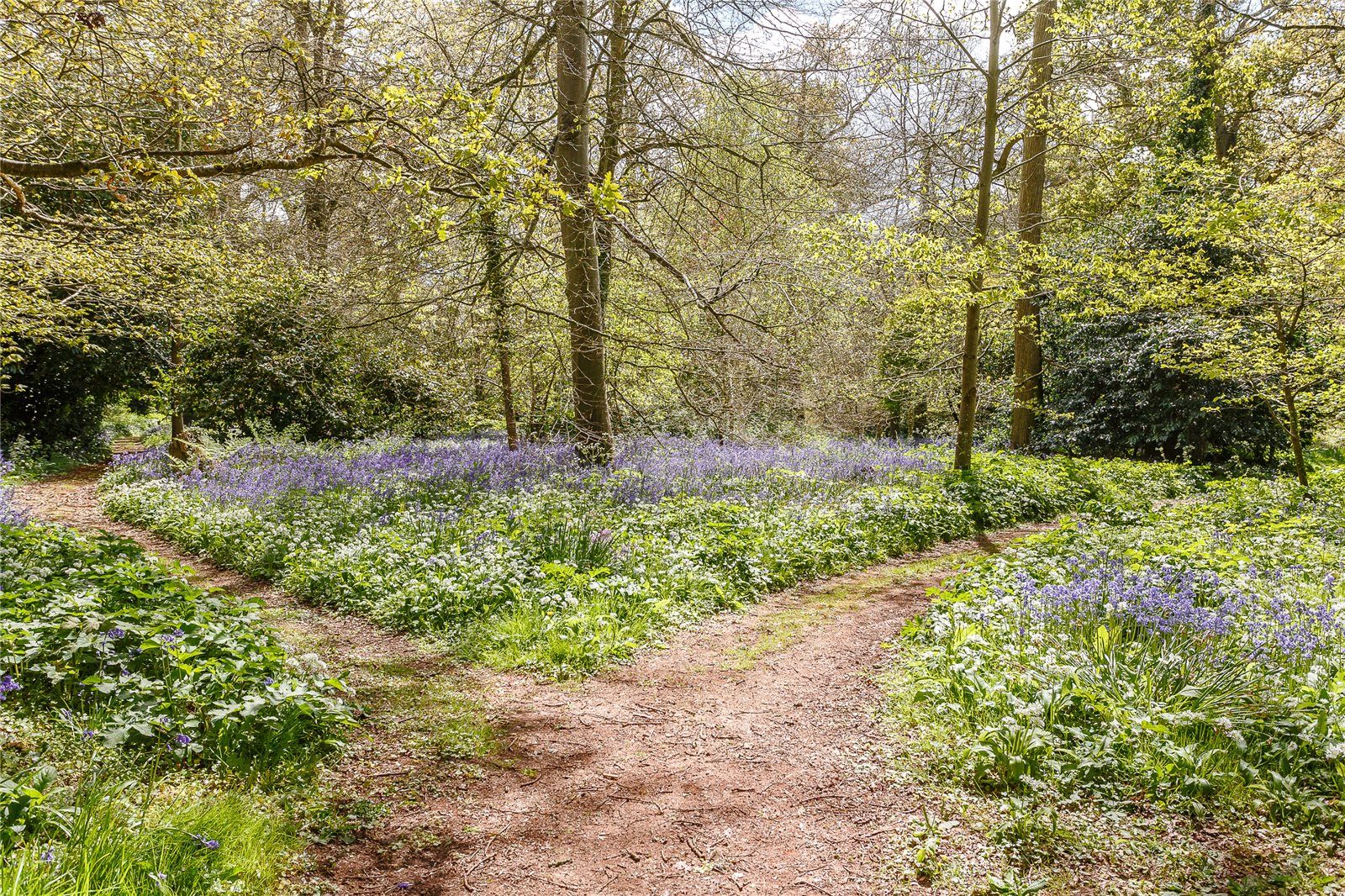 The Woodland