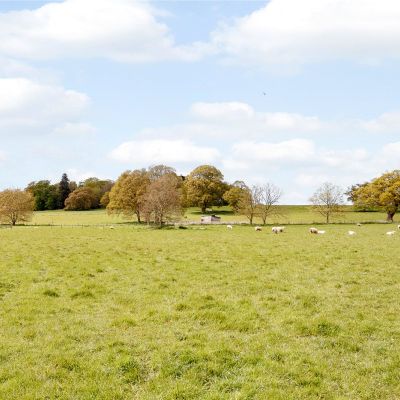 The Paddock