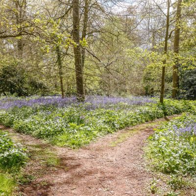 The Woodland