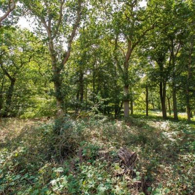 Woodlands